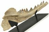 Fossil Primitive Whale (Pappocetus) Jaw - Morocco #227169-8
